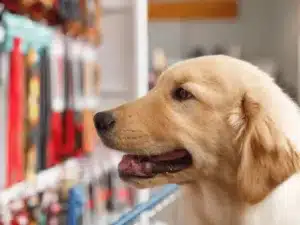 Vendeur en animalerie