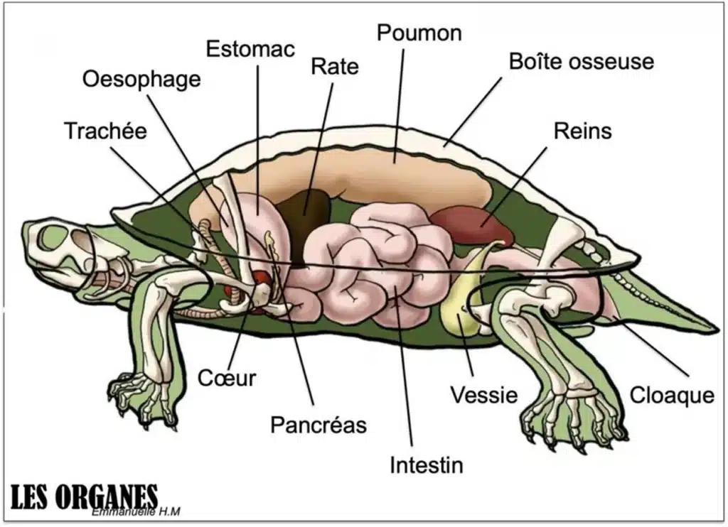 organes