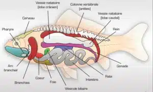 poissons anatomie