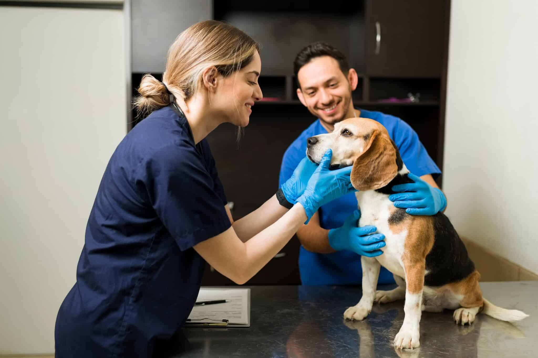 Technicien conseil vente en animalerie